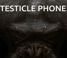 a close up of a chimpanzee 's face with the words testicle phone written above it