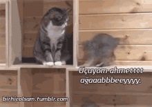 Komik Hayvanlar GIF - Komik Hayvanlar Kedi Komik GIFs