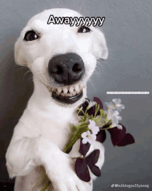 Dog Flower Adri Yes GIF