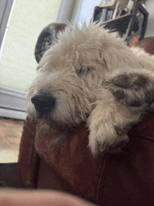 a dog laying on a couch with its paws on the arm rest