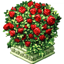 rose red roseflowers