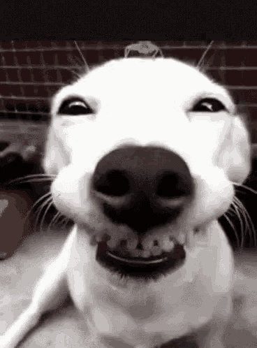Chiens Funny Animals GIF - Chiens Funny Animals Dogs - Discover & Share GIFs