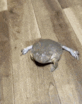 a large frog is walking on a wooden floor
