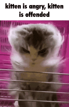 Lemon Demon Kitten Is Angry GIF - Lemon Demon Kitten Is Angry Kitten Is Offended GIFs