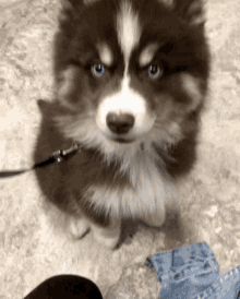 Scamppers Pomsky GIF