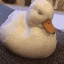 Canard Duck GIF