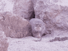 Pallas Cat Cat GIF