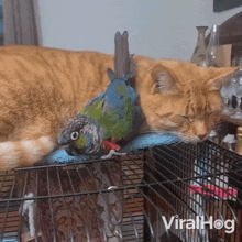 Conure Cuddles With Cat Viralhog GIF - Conure Cuddles With Cat Conure Cat GIFs