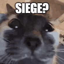 Cat Siege GIF - Cat Siege Cat Siege GIFs
