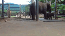Adorable Stampede GIF - Animals Elephant Baby GIFs