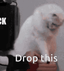 Cat Drop This GIF - Cat Drop This GIFs
