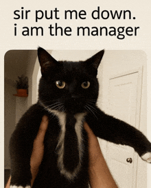 a black and white cat is being held by a person with the caption sir put me down i am the manager above it