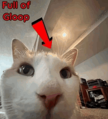 Gloop Cat GIF - Gloop Cat Goof GIFs
