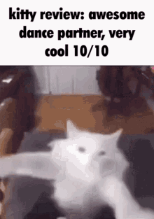 kitty review cat funny dance awesome
