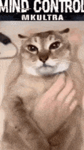 Hypnosis Cat GIF - Hypnosis Cat GIFs