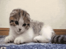 a scottish fold kitten is laying on a blue blanket on the floor .