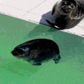 two seals are swimming in the water and one is looking at the camera