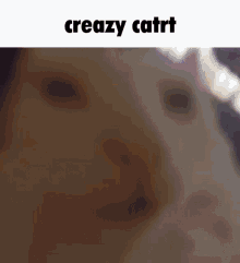 Crazy Cat GIF - Crazy Cat Creazy GIFs