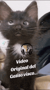 Gracy Cat GIF - Gracy Cat Tiktok GIFs