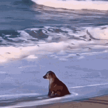 Dog Ocean GIF - Dog Ocean Pensive GIFs