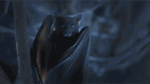 Bats Flying GIF - Bats Flying GIFs