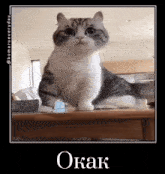 a cat sitting on top of a wooden table with the word okak written below it
