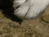 a close up of a cat 's paw on a rock