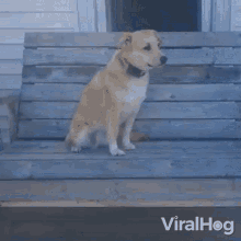 Dog In A Swing Viralhog GIF - Dog In A Swing Viralhog Dog GIFs