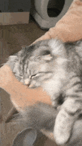 a cat is laying on a pillow and looking at the camera