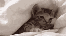 Kitten Yawn GIF - Kitten Yawn GIFs