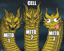 Mitochondria Cell GIF - Mitochondria Cell GIFs