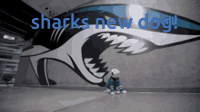 Nhl Sharks New Dog GIF - Nhl Sharks New Dog Dog GIFs