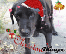 Ashamed Dog GIF - Ashamed Dog Christmas GIFs