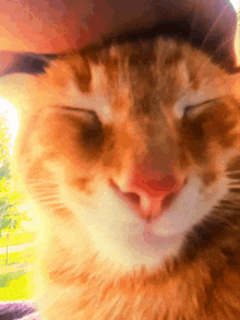 Pet Petting Cat GIF - Pet Petting Cat Cat GIFs