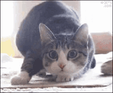 Shaq Cat GIF - Shaq Cat Pounce GIFs