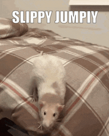 Slippy Rat Slippy Jumpiy GIF