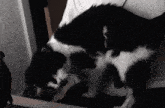 Desselie Cat GIF - Desselie Cat Lethal League GIFs