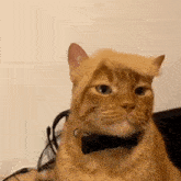 an orange cat wearing a wig and a bow tie .