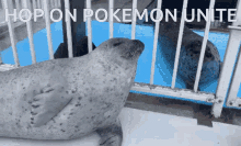 Seal Pokemon Unite GIF - Seal Pokemon Unite Unite GIFs