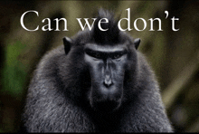 a picture of a monkey with the words can we do n't