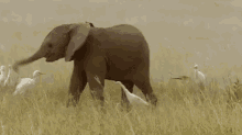 Trunk Spin GIF - Elephant Play Swing GIFs