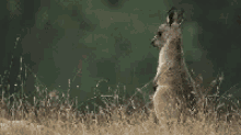 Kangaroos Animals GIF - Kangaroos Animals Funny Animals GIFs