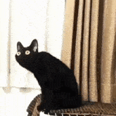 Cat Looking GIF