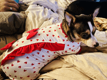a small dog wearing a white shirt with red hearts