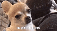 a small dog is sitting on a couch and looking at the camera with the words `` me when ur not here '' .