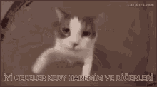 Cat Kedi GIF - Cat Kedi Harem GIFs