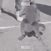 Belle GIF