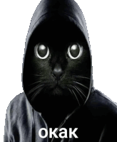 a black cat wearing a black hoodie with the word okak written on the bottom