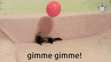 Ferret Balloon GIF