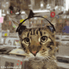Cat Music GIF - Cat Music GIFs